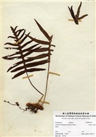 藏品(大葉玉山茀蕨)的圖片